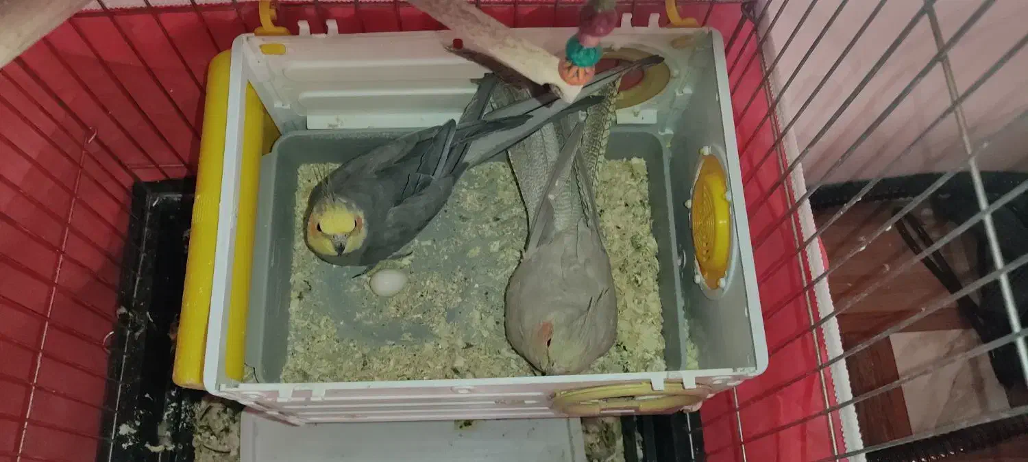 فروش جفت عروس هلندی|پرنده|مرودشت, پشت سایپا‎|دیوار