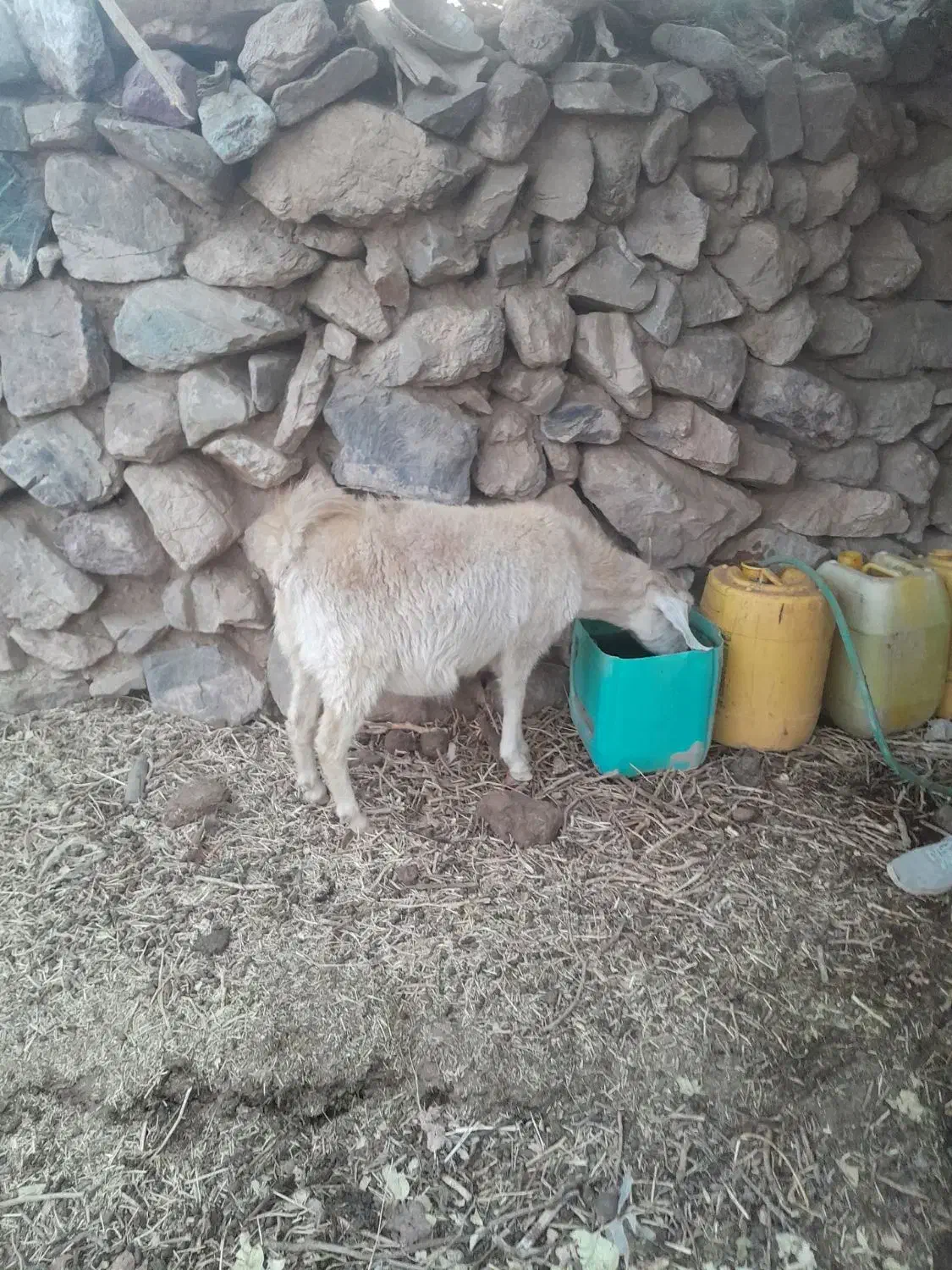 ۳ عددبز دورگه ابستن|حیوانات مزرعه|کرمان, |دیوار