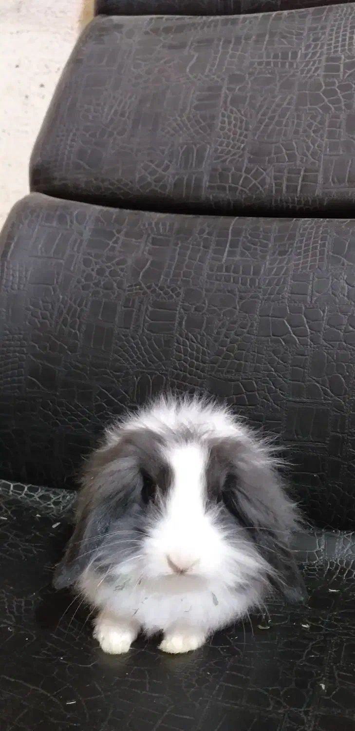 واگذاری رایگان چند تا بچه خرگوش زیبا و بازیگوش|موش و خرگوش|آبادان, |دیوار