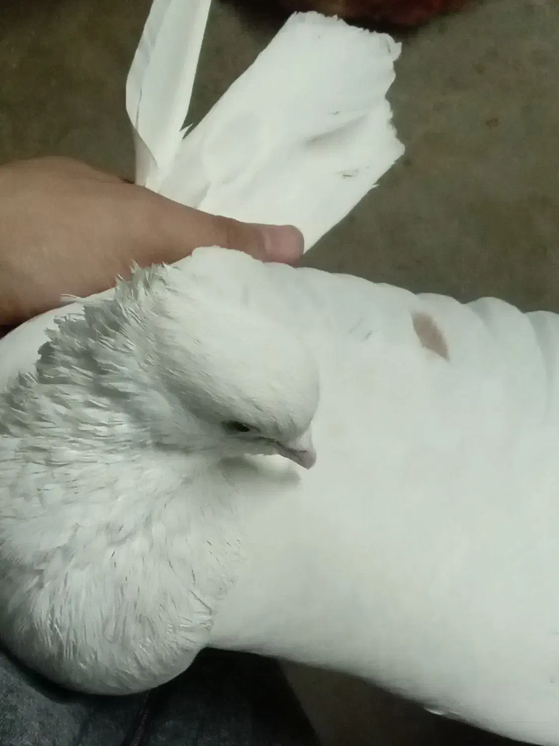 کفتر|پرنده|دورود, |دیوار