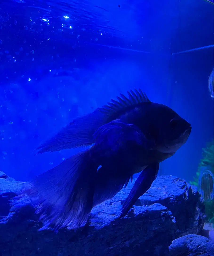 اسکار سلطنتی سوپرباله بلند و اسکار مسی|ماهی|تربت‌حیدریه, ۴۵ متری|دیوار