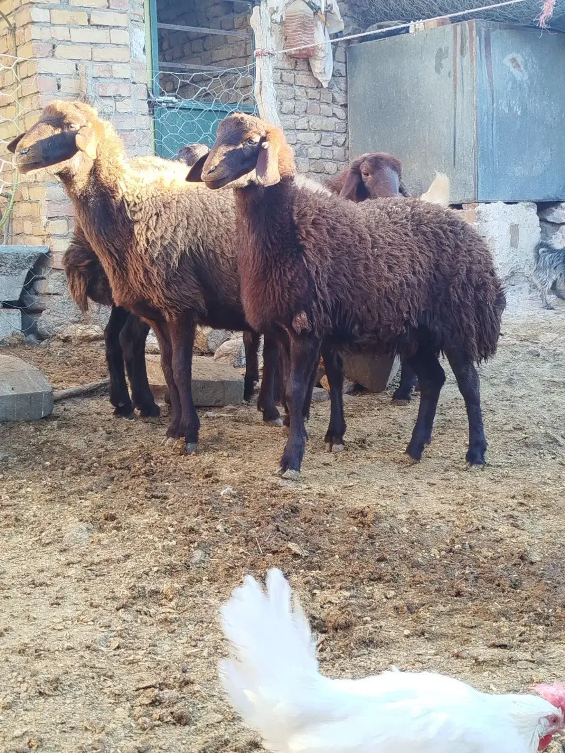 میش و بره ماده بز|حیوانات مزرعه|نیشابور, فخریه|دیوار