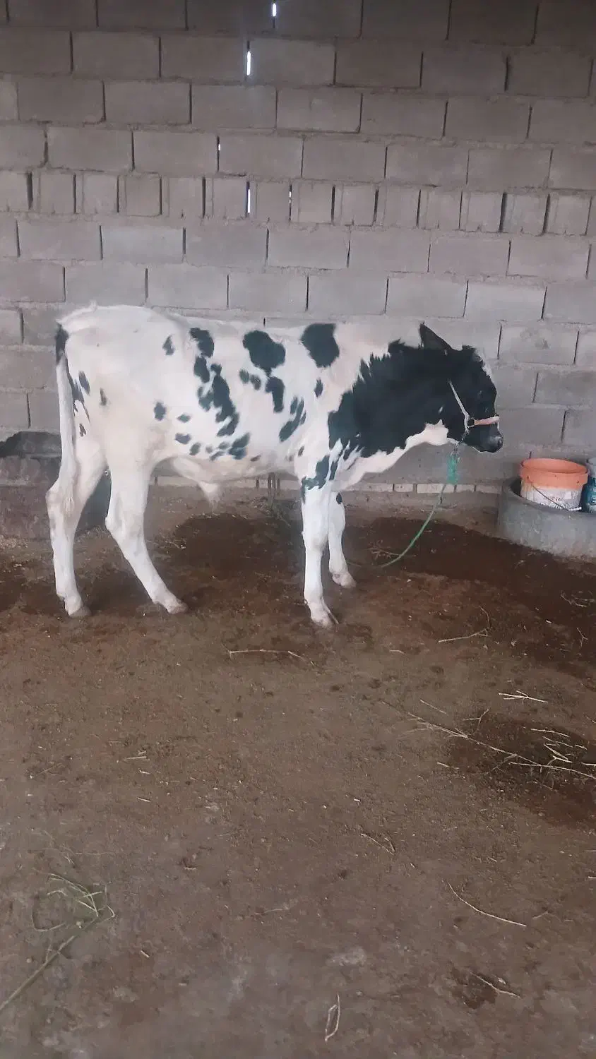 گوساله نر|حیوانات مزرعه|اهواز, کیانشهر|دیوار