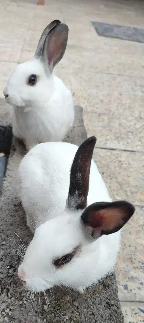 خرگوش|موش و خرگوش|دزفول, |دیوار