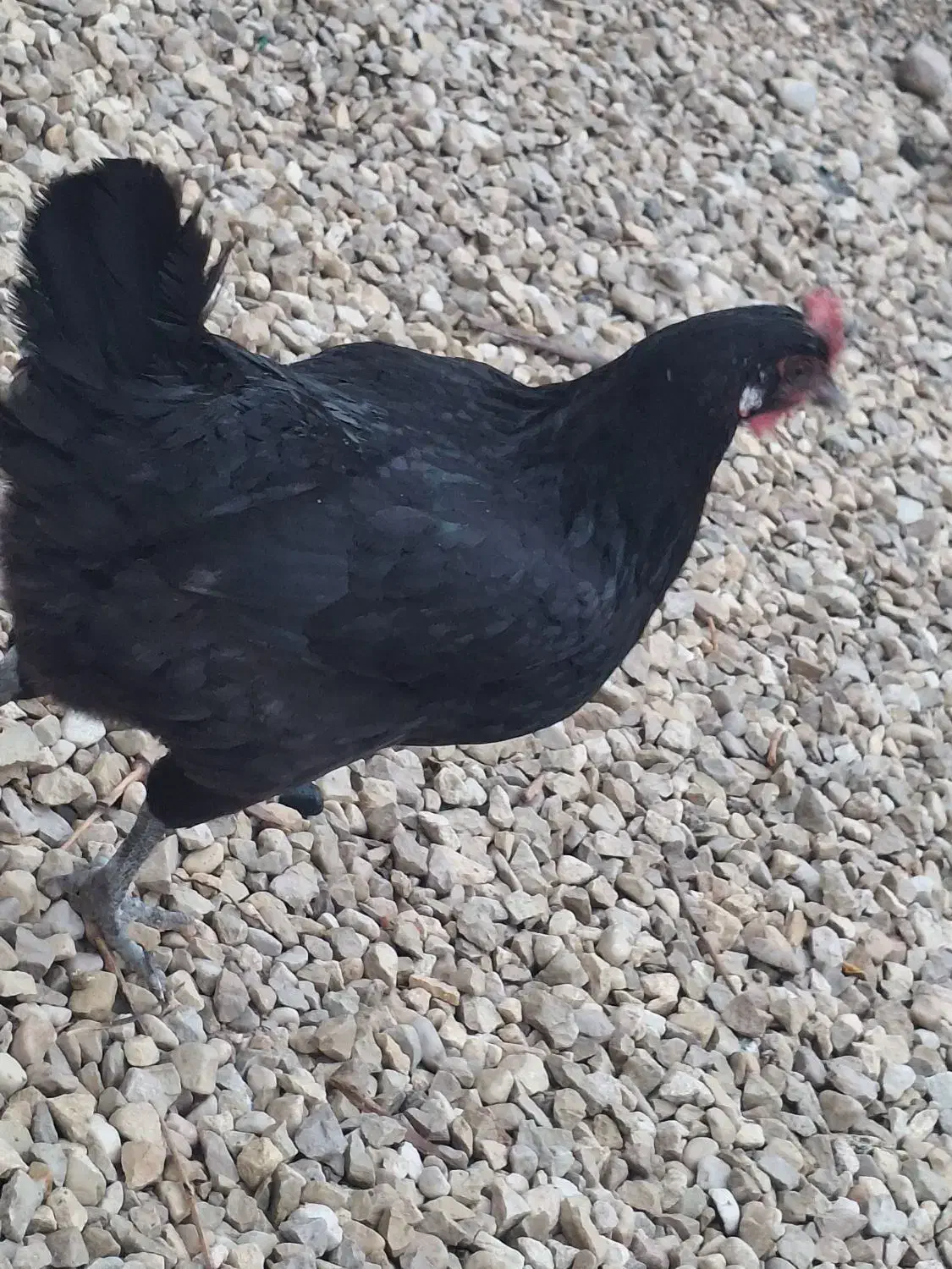 مرغ خروس|حیوانات مزرعه|خورموج, |دیوار