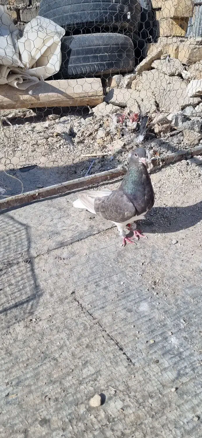 ماده شهری سرکه ای عتیقه|پرنده|شیراز, بازار|دیوار