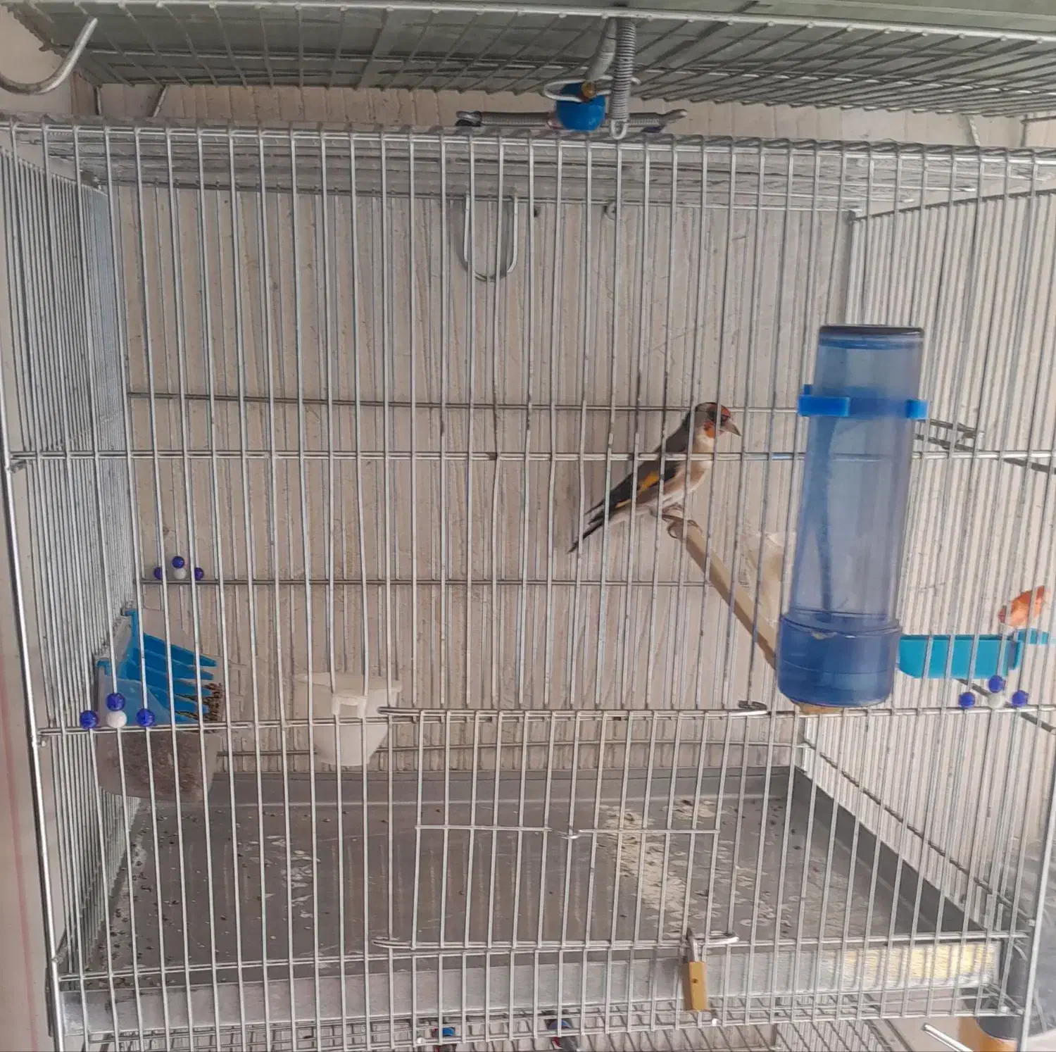 با سلام سهره نر|پرنده|سقز, |دیوار