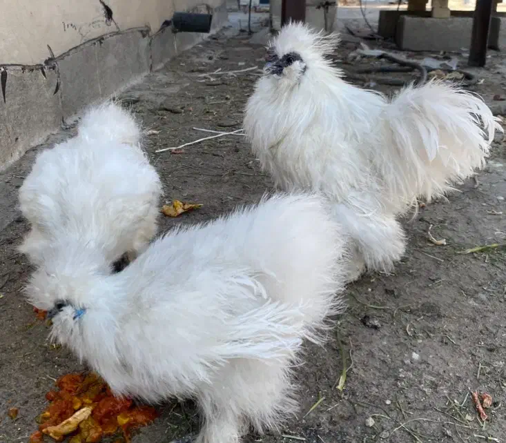 مولد ابریشم|حیوانات مزرعه|جهرم, |دیوار