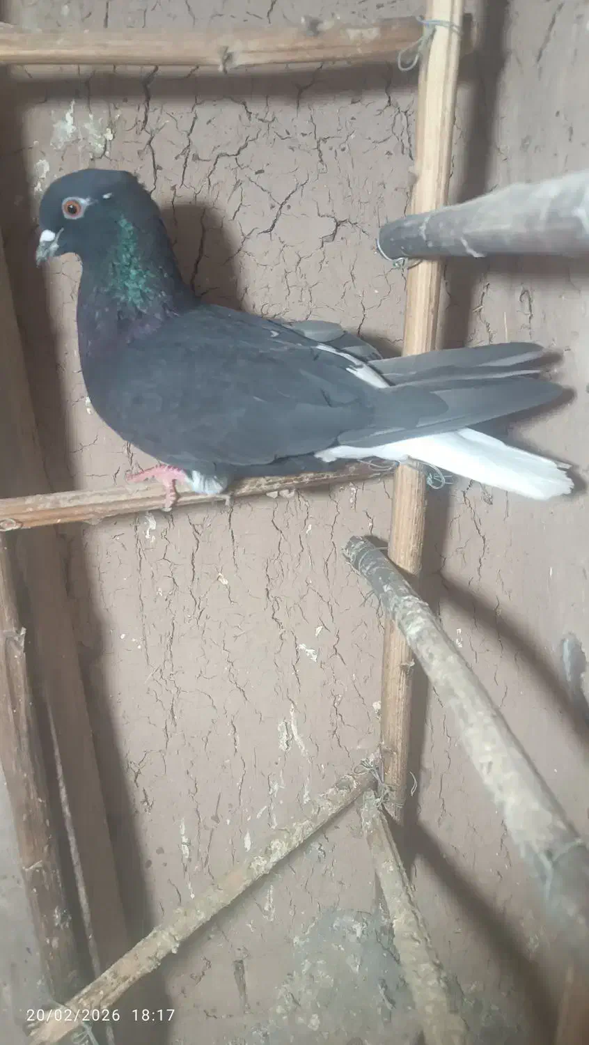 کبوتر|پرنده|اسفرورین, |دیوار