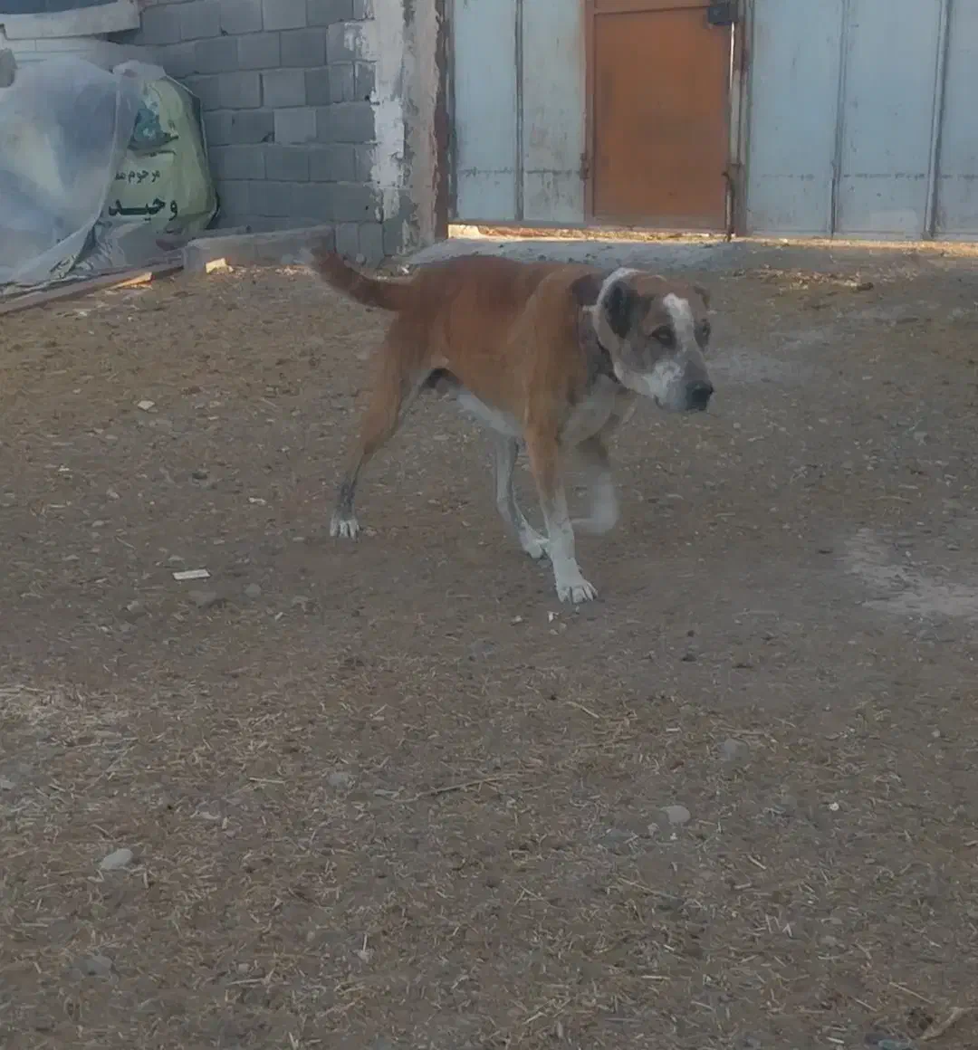 سگ گله افغان|سگ|فشاپویه, |دیوار