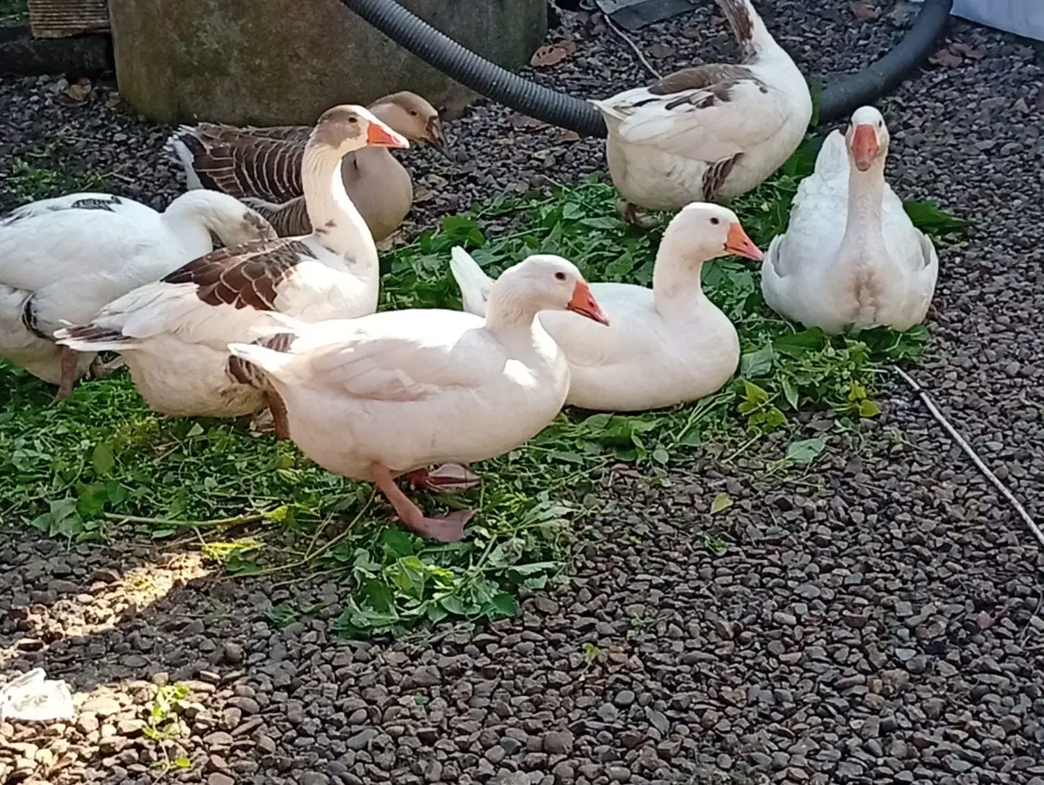 تخم غاز محلی آفریقایی|حیوانات مزرعه|آستانه اشرفیه, |دیوار