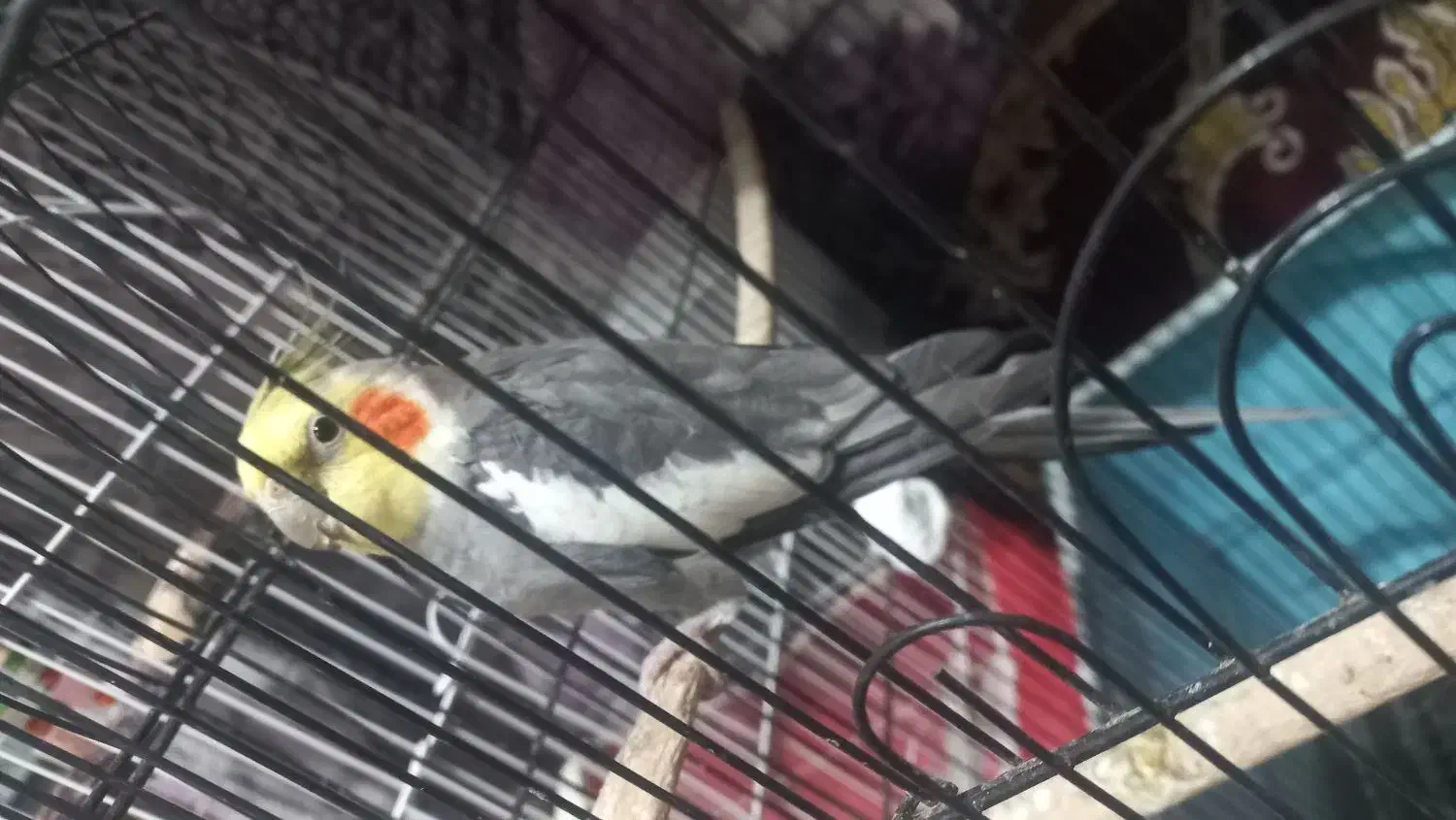 پرنده عروس هلندی|پرنده|آستانه اشرفیه, |دیوار