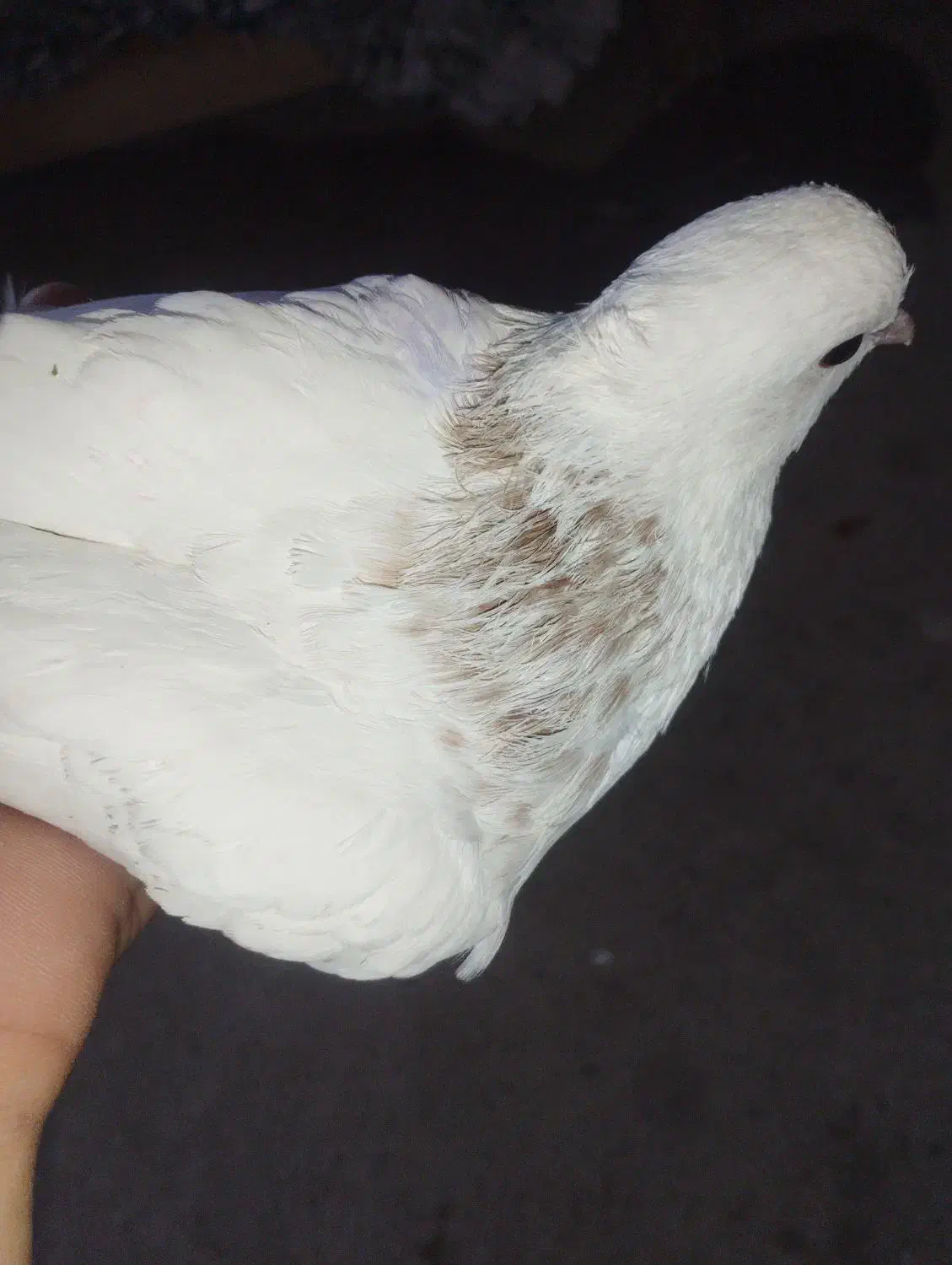 کبوتر نر طوقی|پرنده|شاهرود, |دیوار