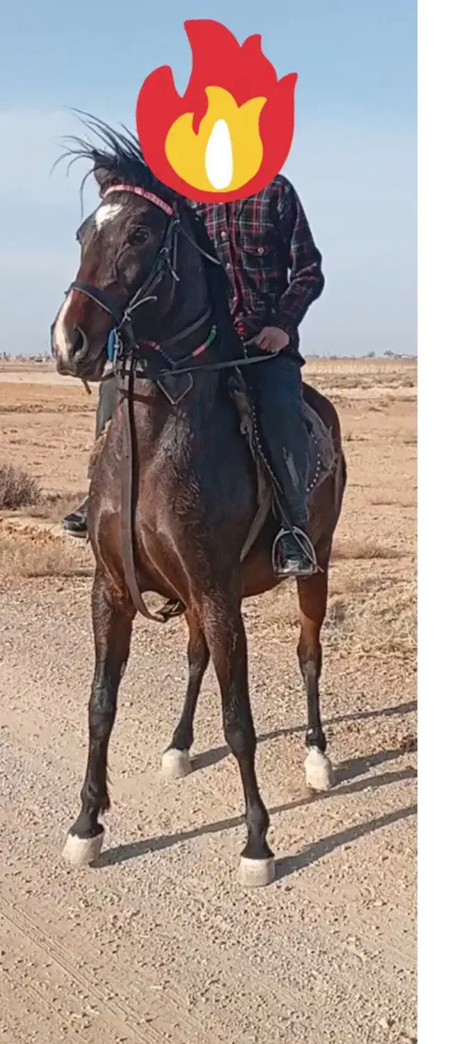 مادیان ۳به۴ فروشی|اسب و تجهیزات اسبسواری|تاکستان, |دیوار