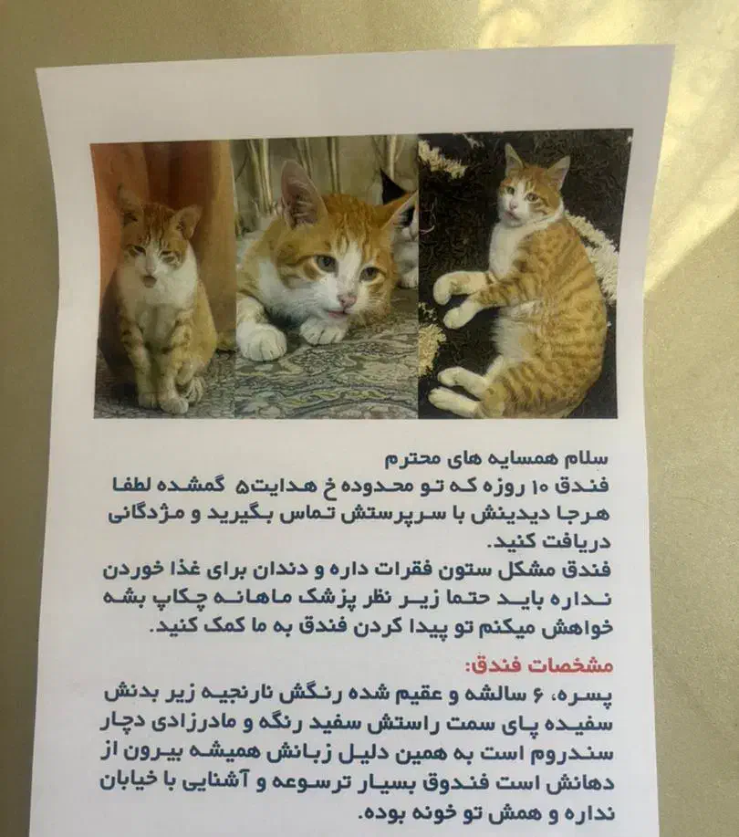 گمشده|حیوانات|لاهیجان, شهرک جانبازان|دیوار