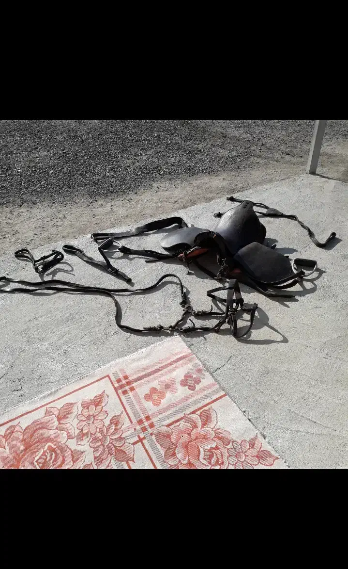 زین نو اصلا استفاده نشده با تمام وسایل|اسب و تجهیزات اسب‌سواری|قشلاق دشت, |دیوار