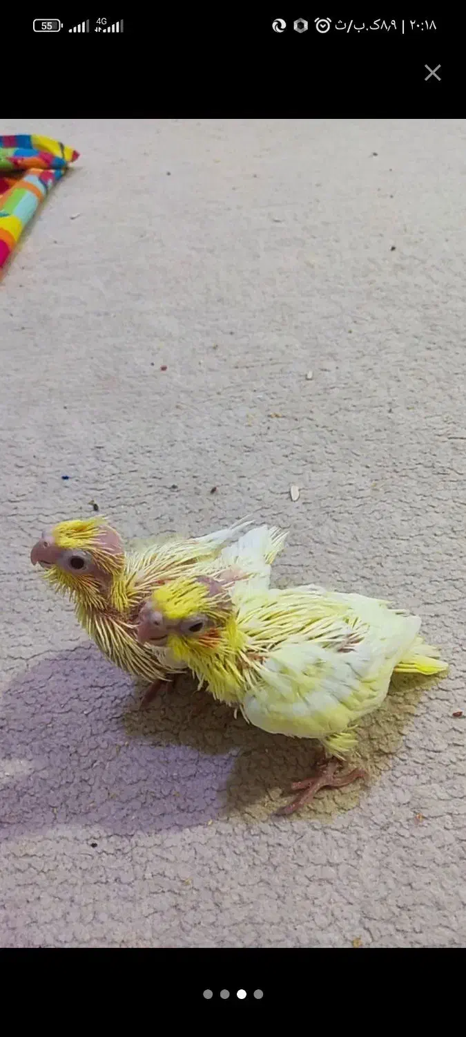 عروس هلندی مولد|پرنده|بندر ماهشهر, |دیوار