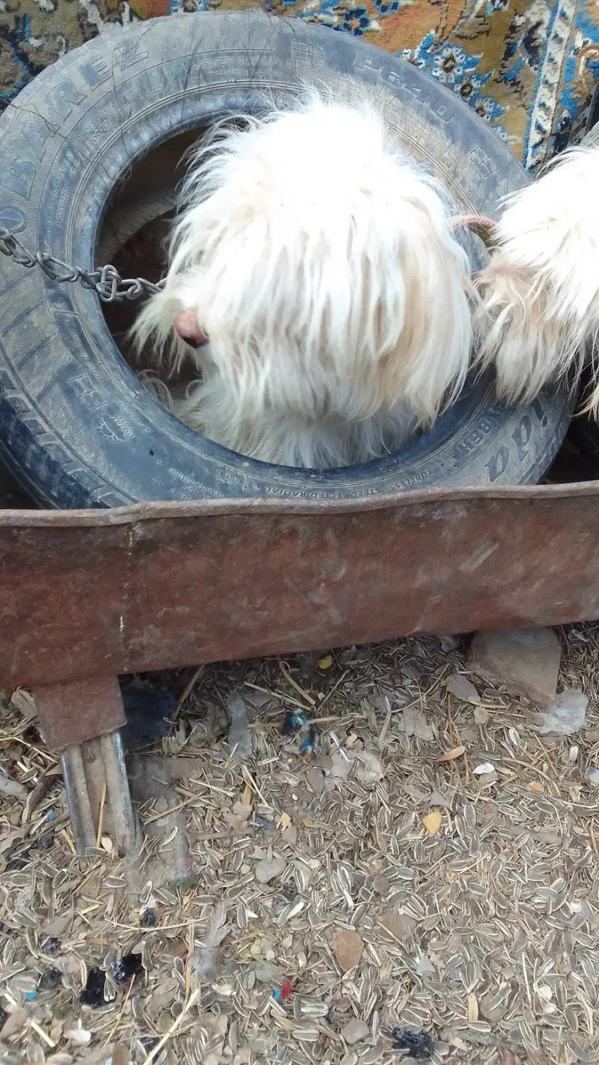 سگگ اصل شیتزو|سگ|خوی, |دیوار