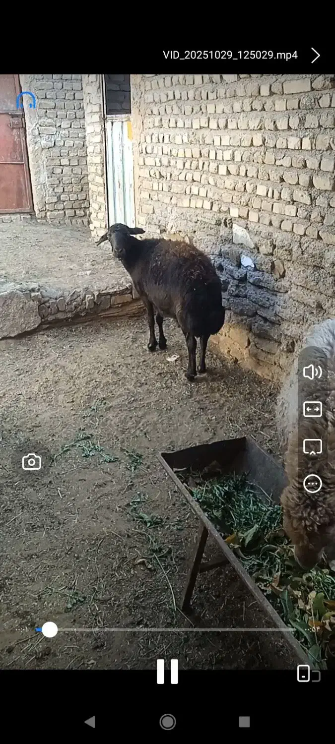 میش مایه دار آبستن|حیوانات مزرعه|کوهسرخ, |دیوار