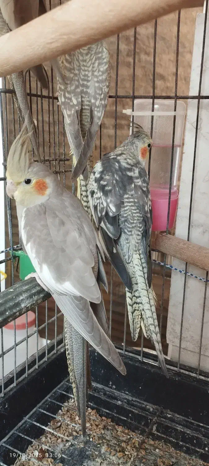 عروس هلندی جفت|پرنده|کیش, |دیوار