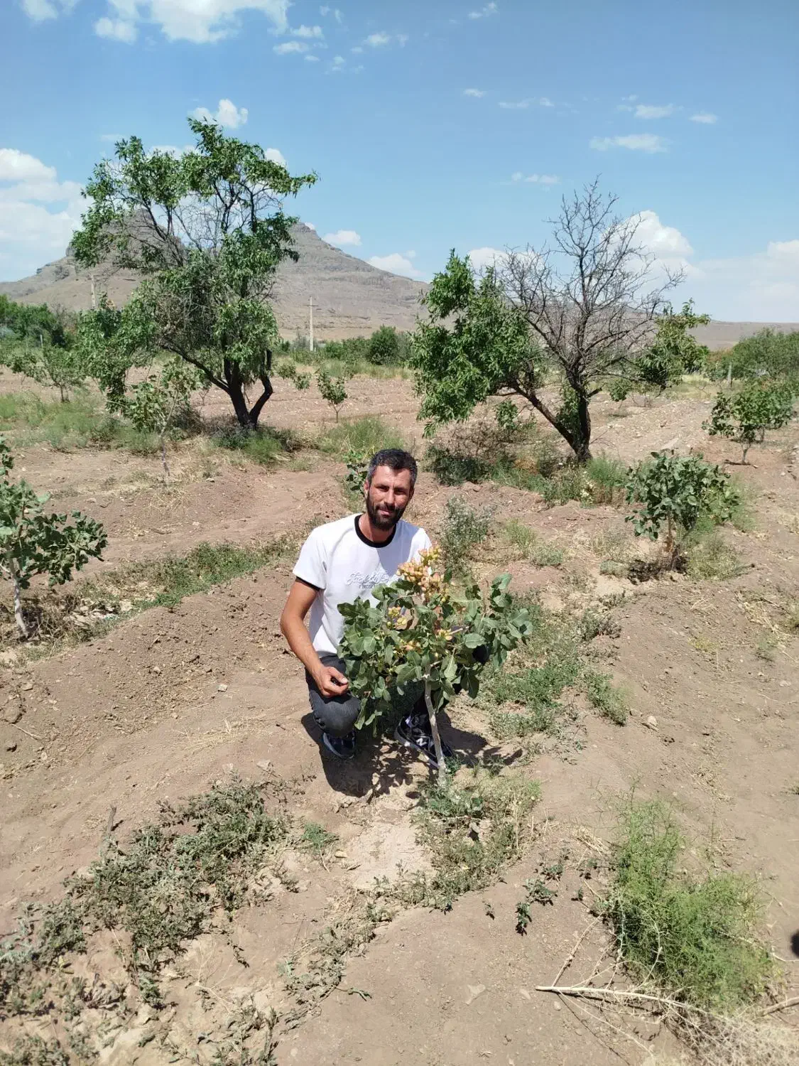 نهال فروشی|حراج|سنندج, |دیوار