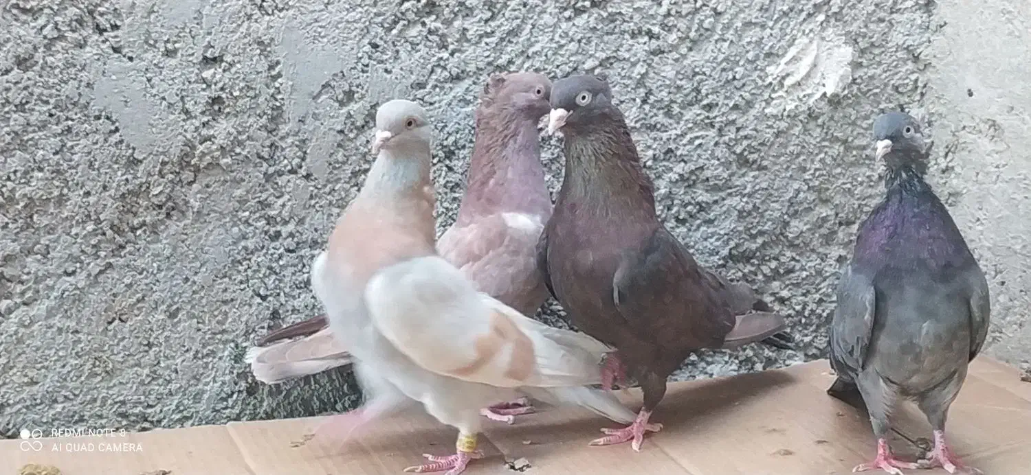 کبوتر خوب، سرور چاپی،و تعدادی کبوتر قیمت مناسب|پرنده|خورموج, |دیوار