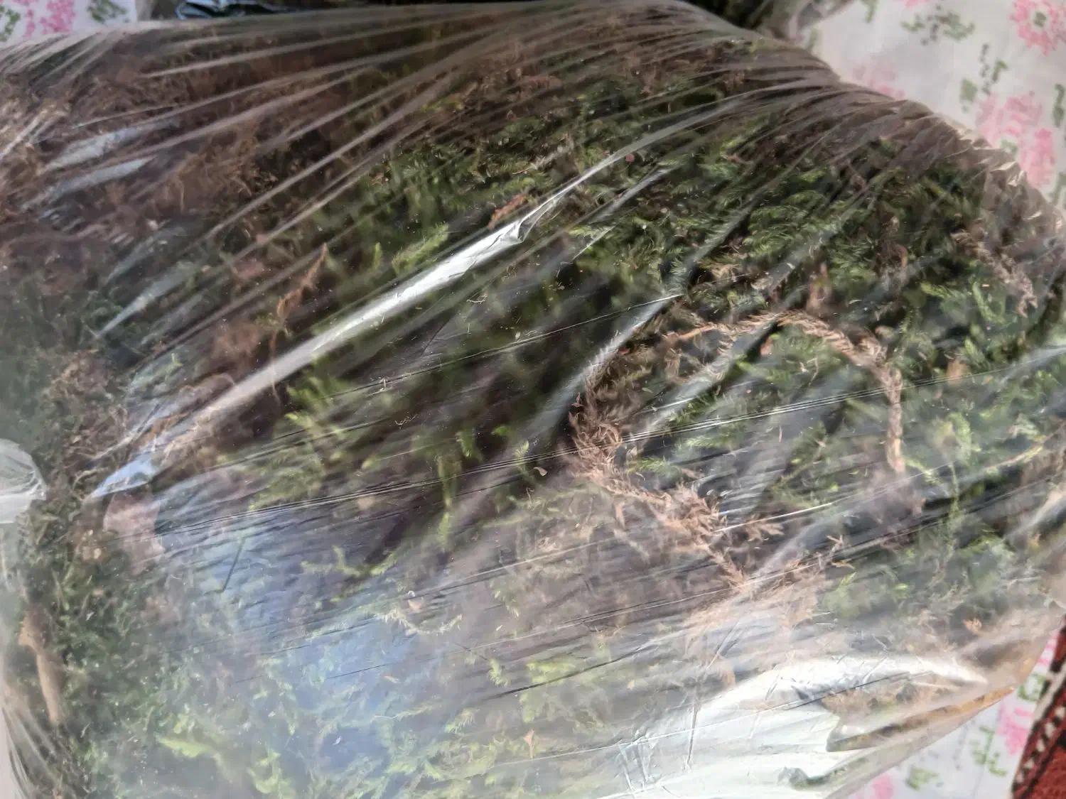 خزه جنگل تر و تازه|گل و گیاه طبیعی|مشهد, جنت|دیوار