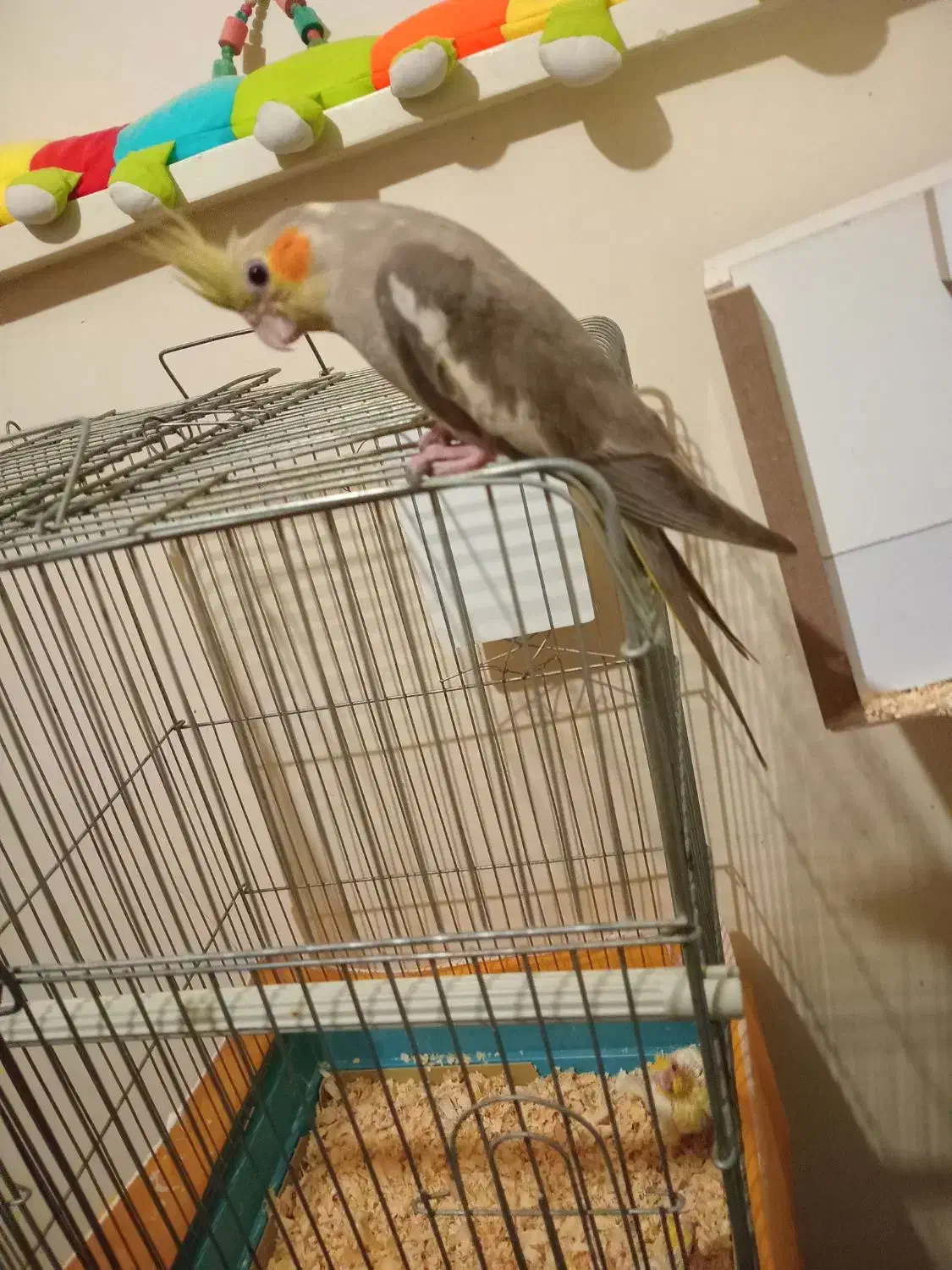 عروس هلندی حرف زن  و جوجه   وغیره|پرنده|پاکدشت, شهرک انقلاب|دیوار