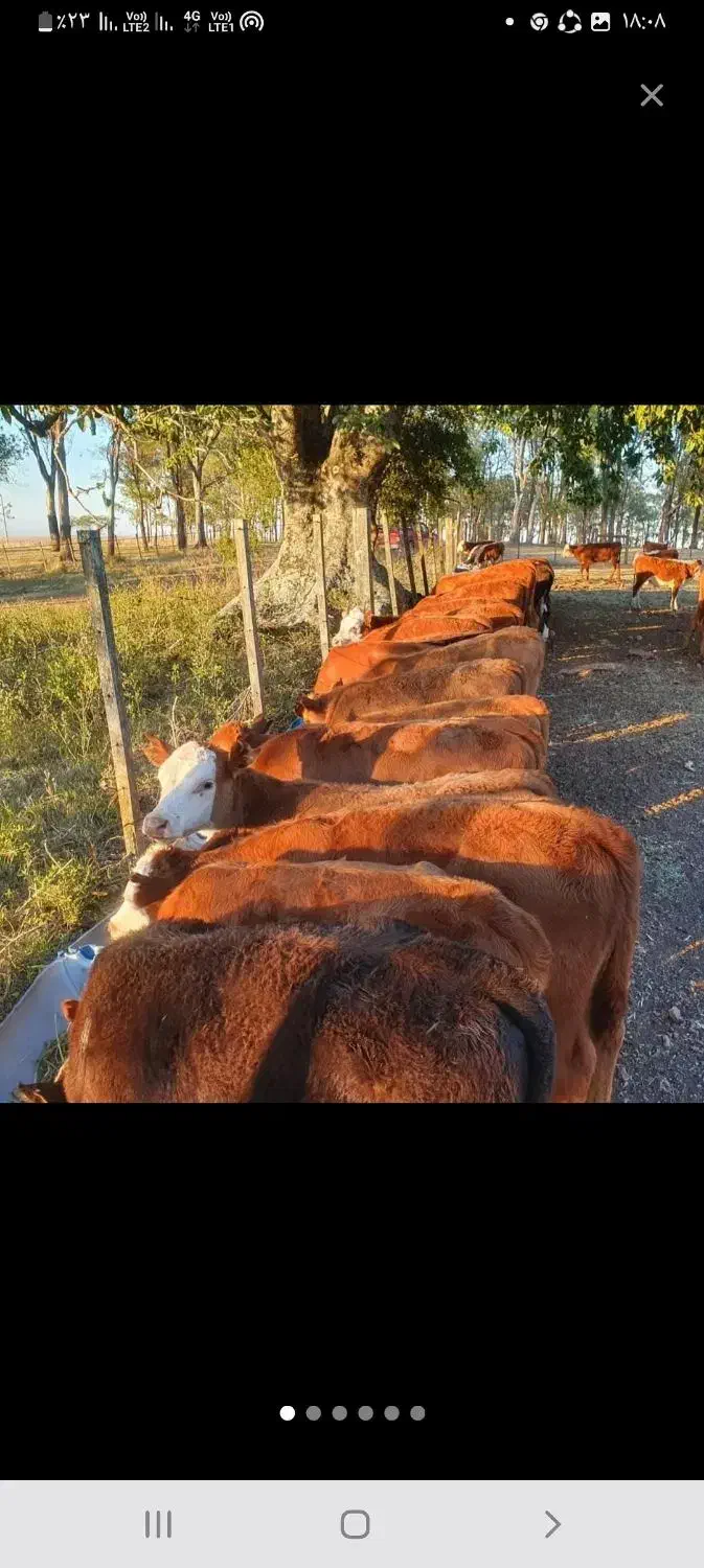 فروش بهترین گوساله نر|حیوانات مزرعه|تهران, انبار نفت|دیوار