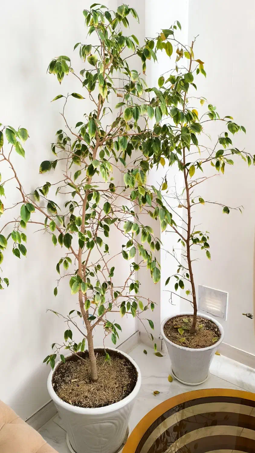 گل وگیاه|گل و گیاه طبیعی|کاشمر, |دیوار