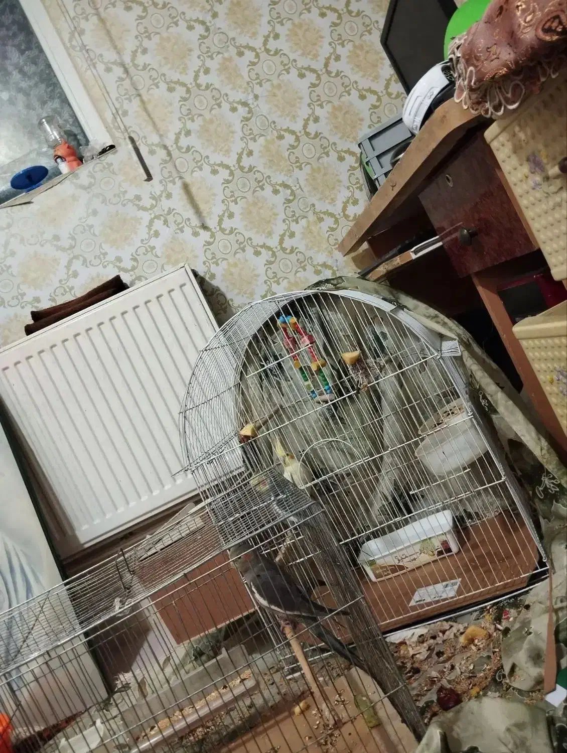 عروس هلندی|پرنده|خسروشاه, |دیوار