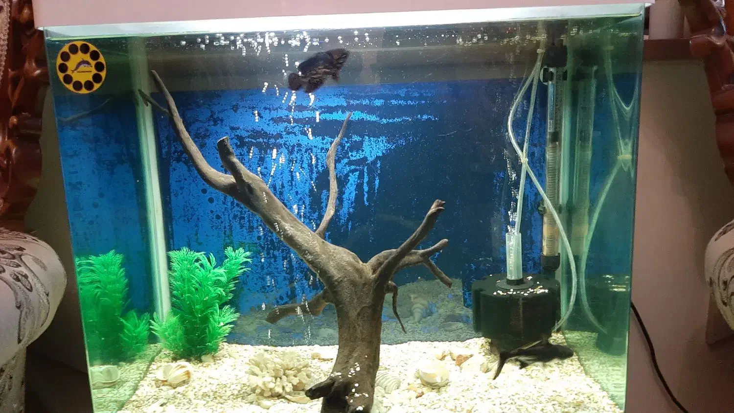 آکواریوم شرکتی|ماهی|تبریز, |دیوار