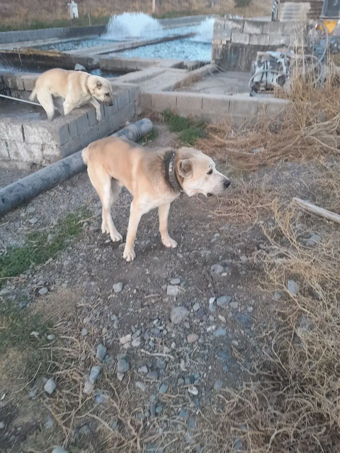 واگذاری|سگ|مشهد, ایثار|دیوار