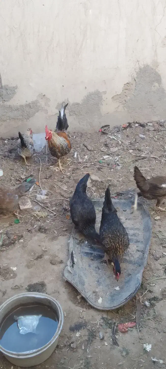 مرغ خانگی..|حیوانات مزرعه|هیرمند, |دیوار