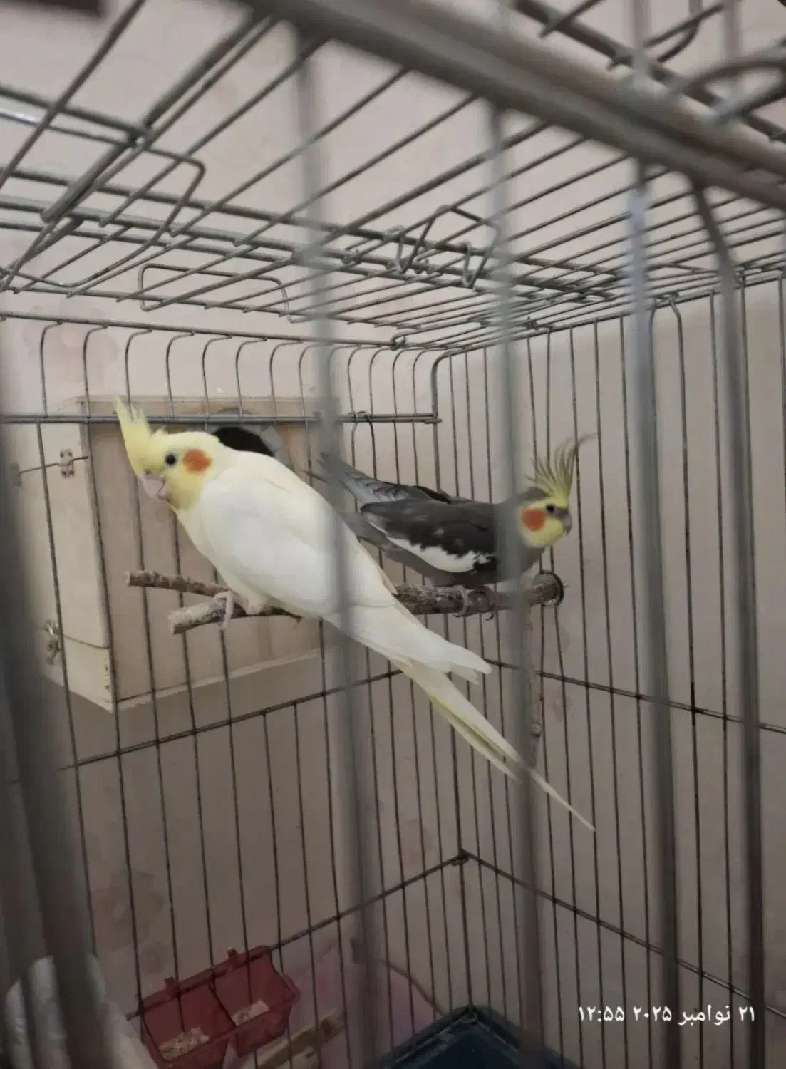 جفت عروس با جوجه|پرنده|مشهد, موسوی قوچانی|دیوار