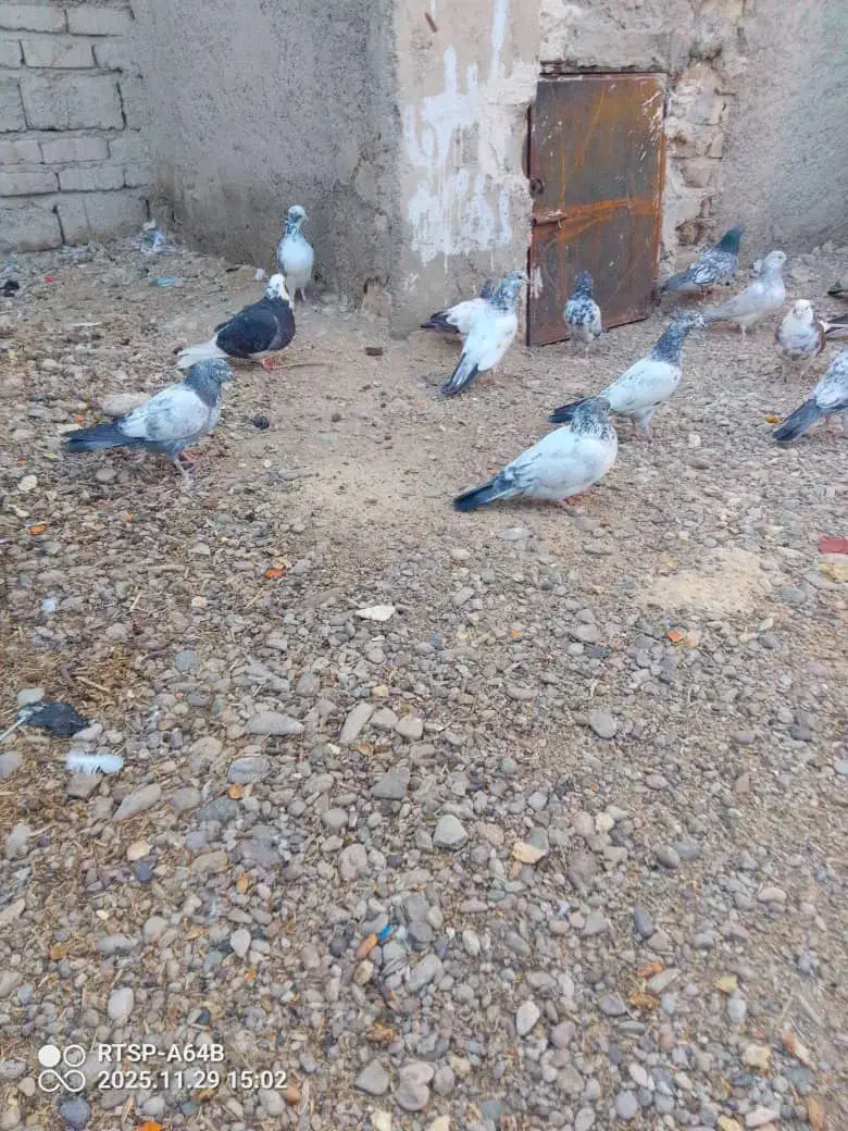 بلو|پرنده|ایرانشهر, |دیوار