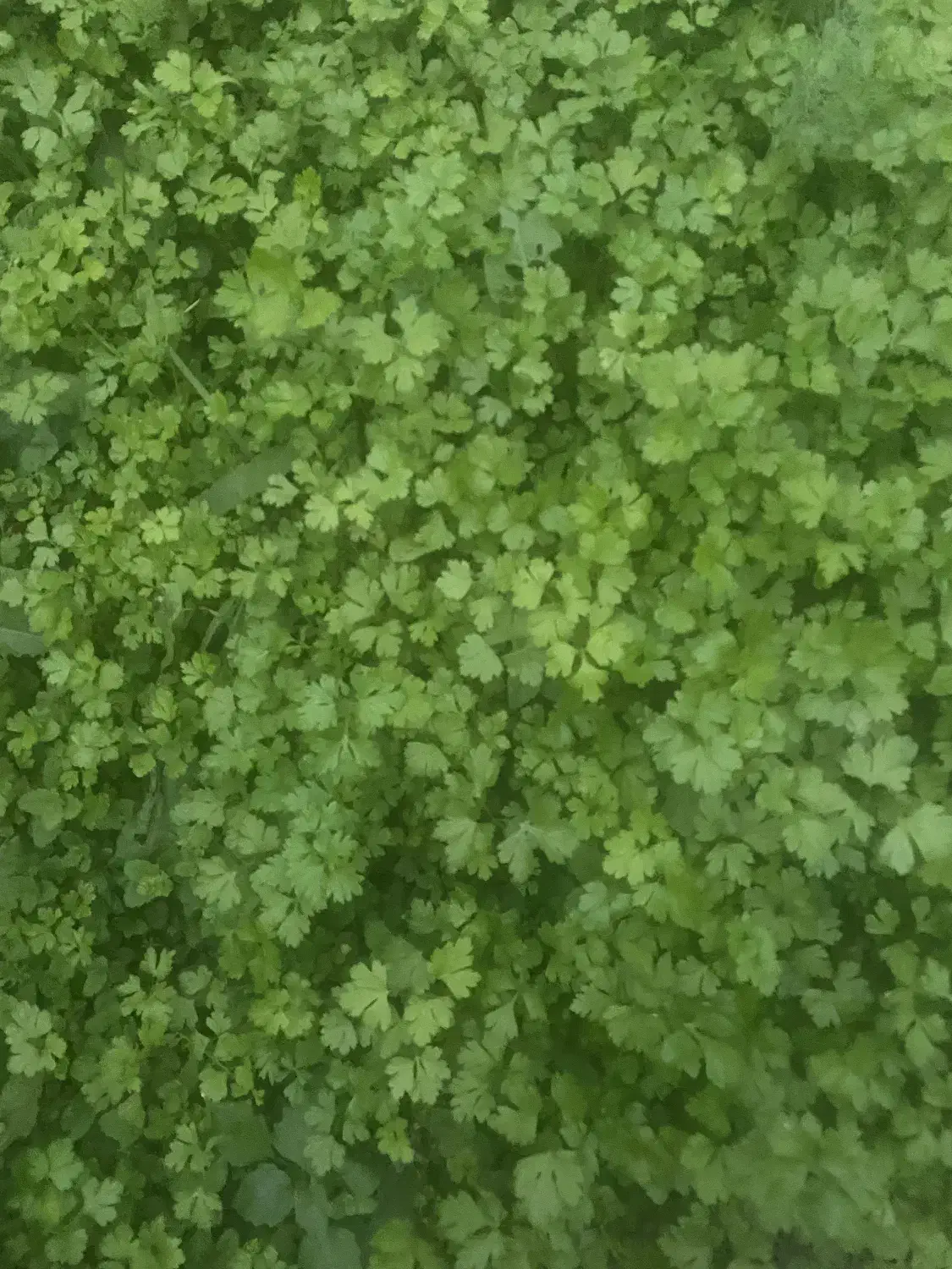 سبزیجات محلی وکاملاتازه وارگانیک|خوردنی و آشامیدنی|شاندرمن, |دیوار