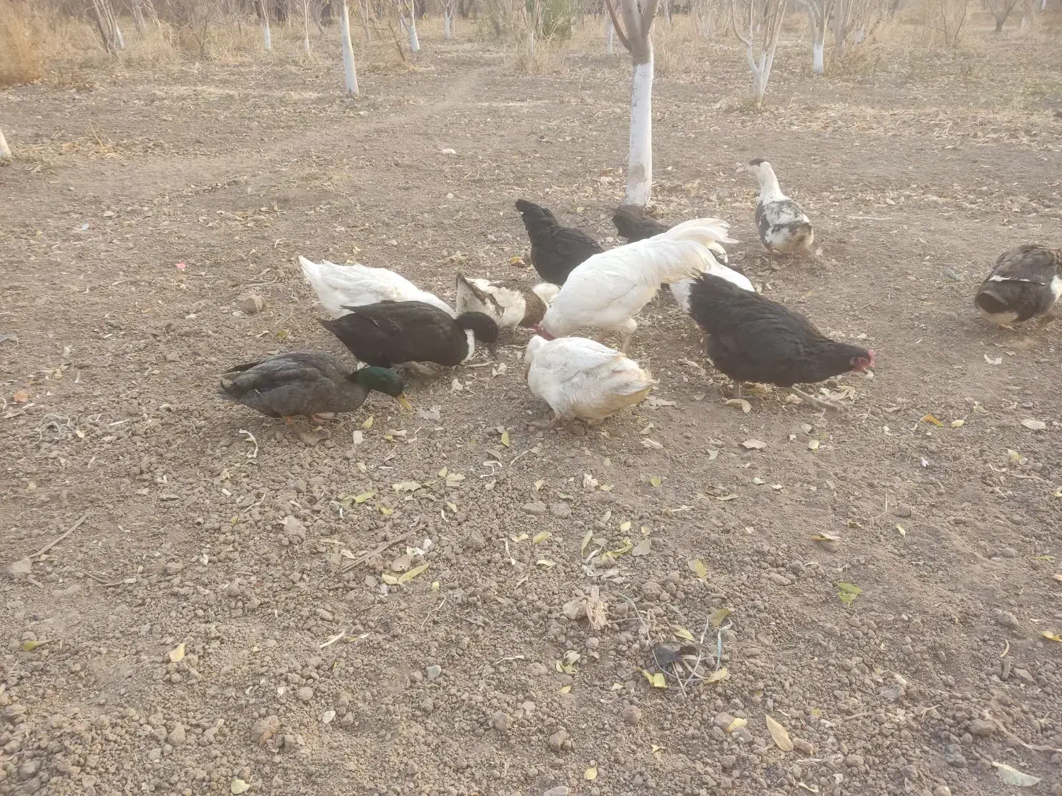 فروش مرغ و اردک|حیوانات مزرعه|الوند, |دیوار