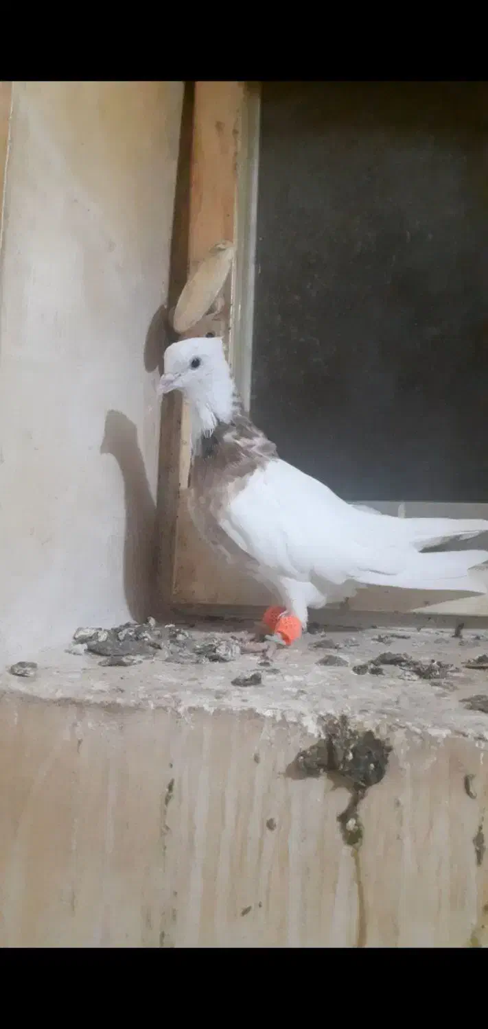 طوق هفت رنگ|پرنده|لنجان, |دیوار