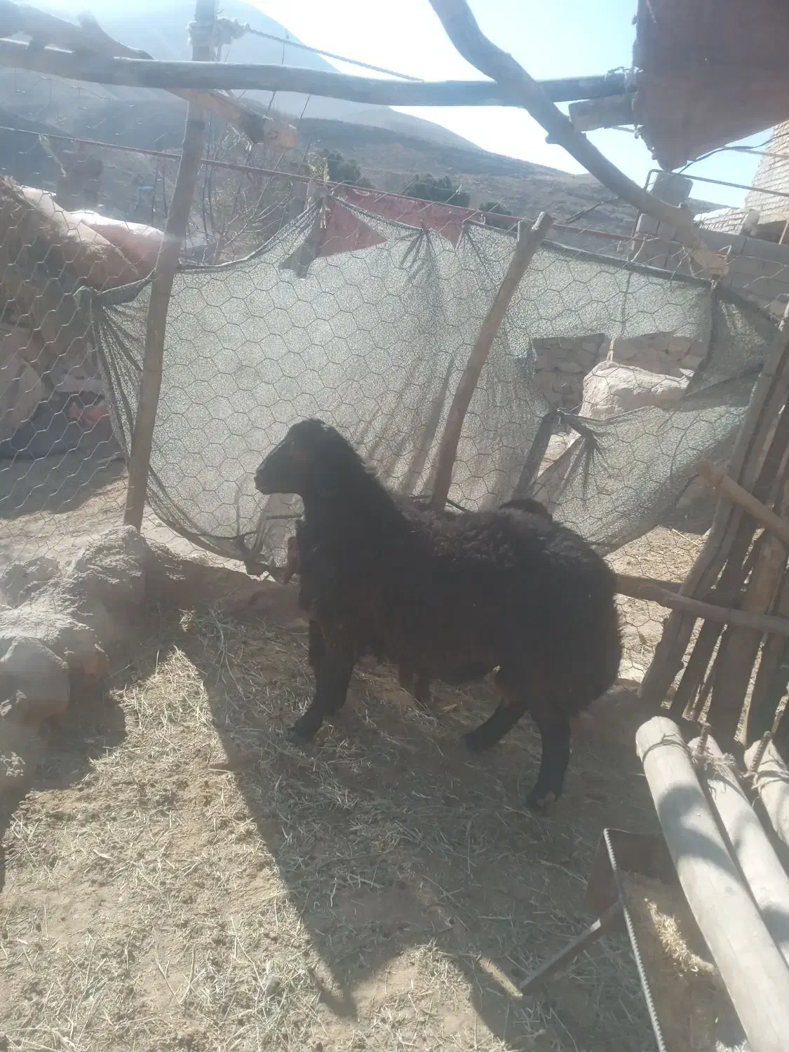 بره قوچ|حیوانات مزرعه|سرولایت, |دیوار