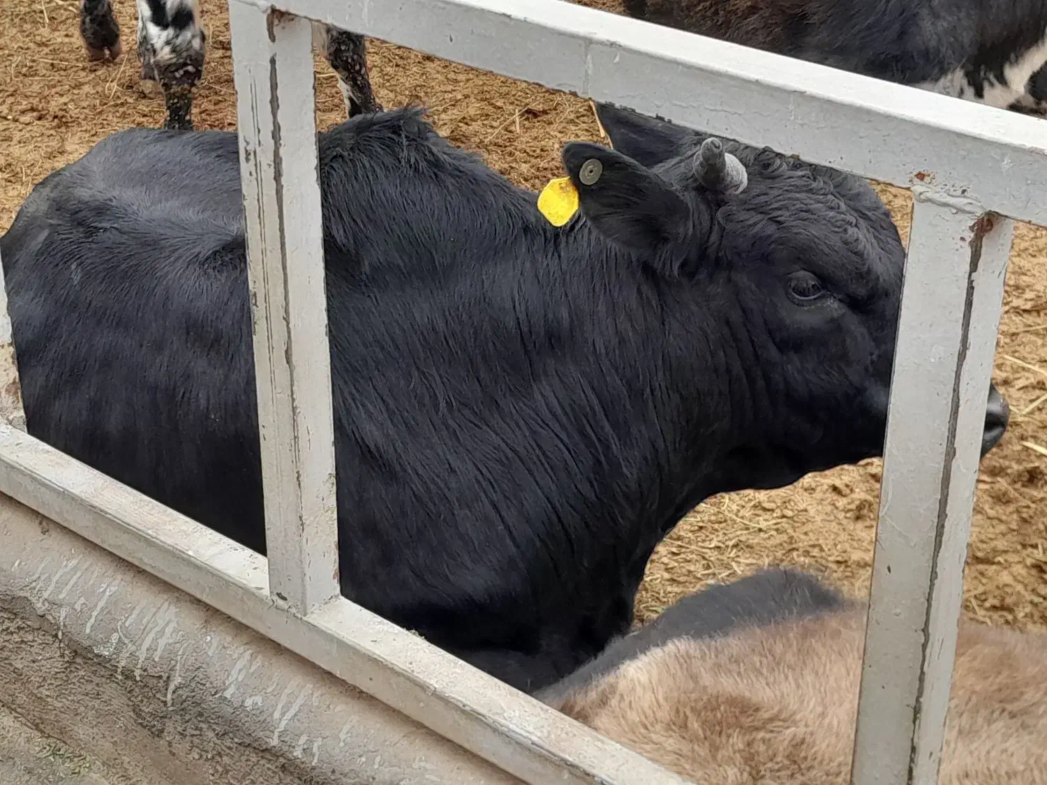 گوساله نر گیلک|حیوانات مزرعه|قلعه نو, |دیوار