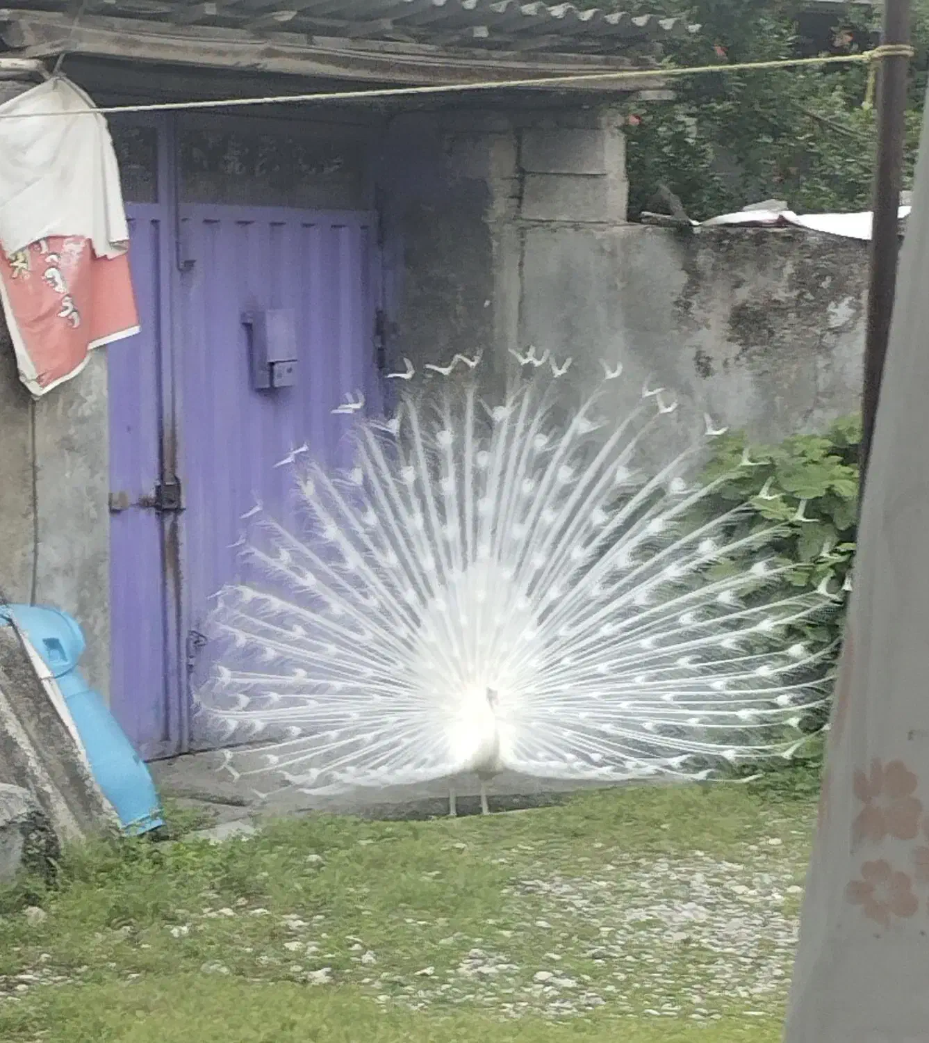 طاووس سفید|پرنده|بابل, |دیوار