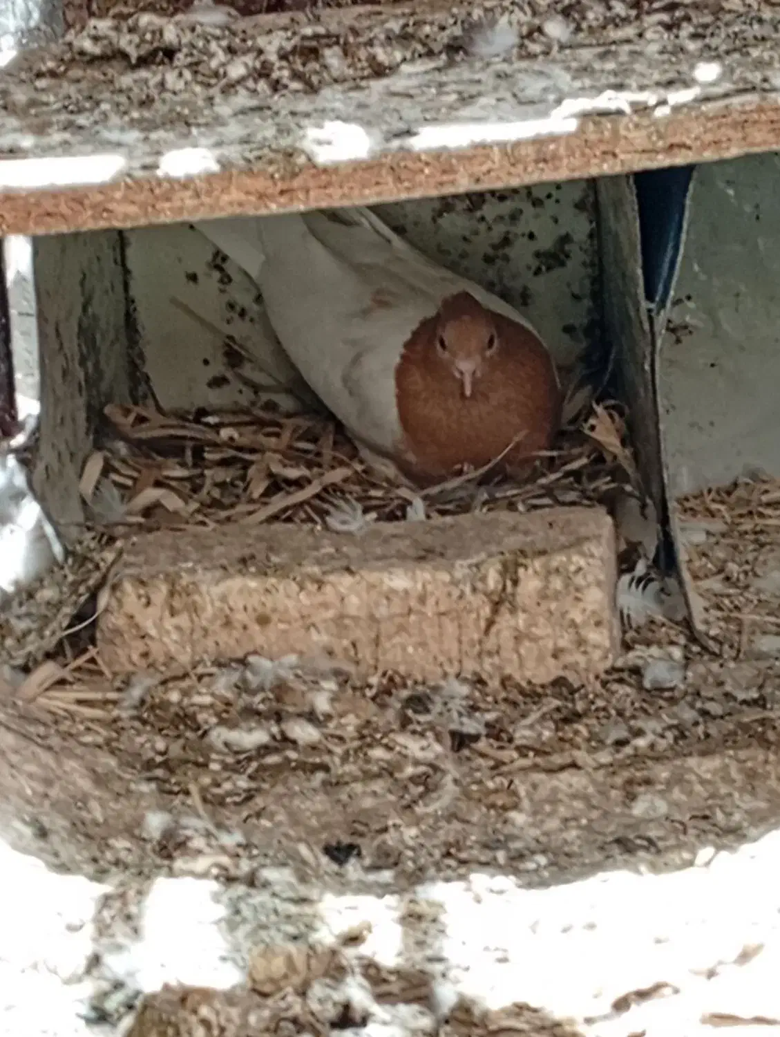 کبوتر کله زر|پرنده|آباده, |دیوار