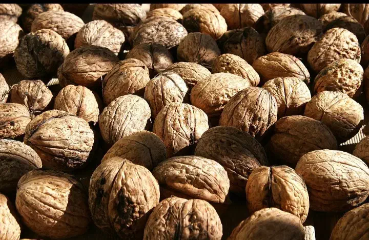 تکوندن گردو بادام  چیدن برداشت جمع کردن خرید اجاره|خدمات باغبانی و درختکاری|کرج, برغان|دیوار