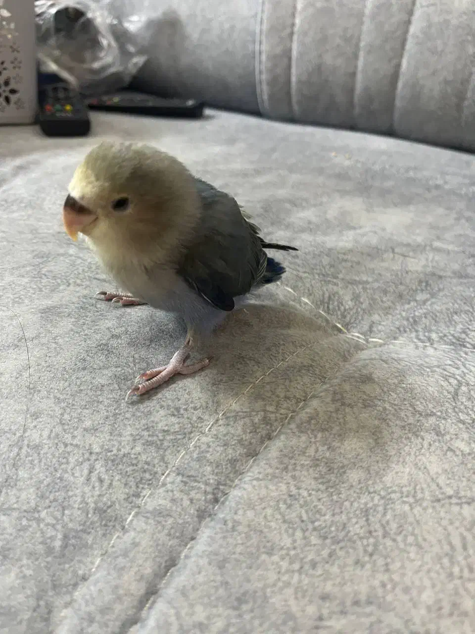 جوجه دوماهه طوطی برزیلی|پرنده|ری, دولتآباد|دیوار