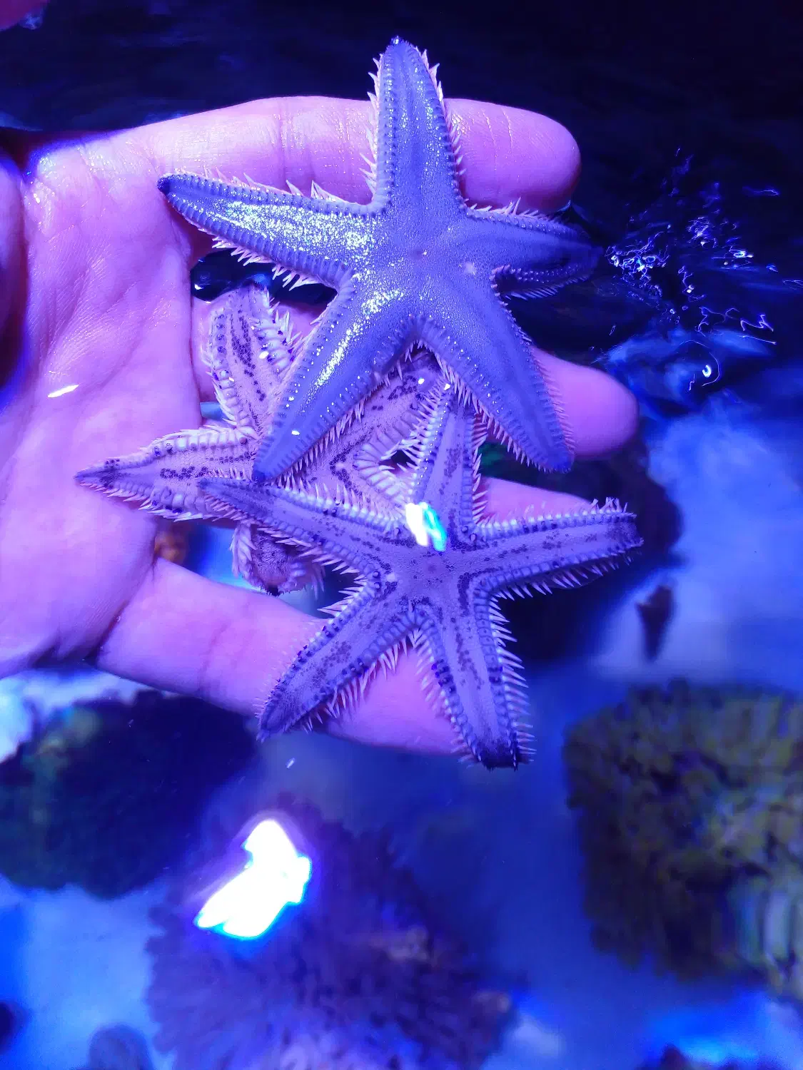 ماهی زینتی|ماهی|رشت, جهاد|دیوار