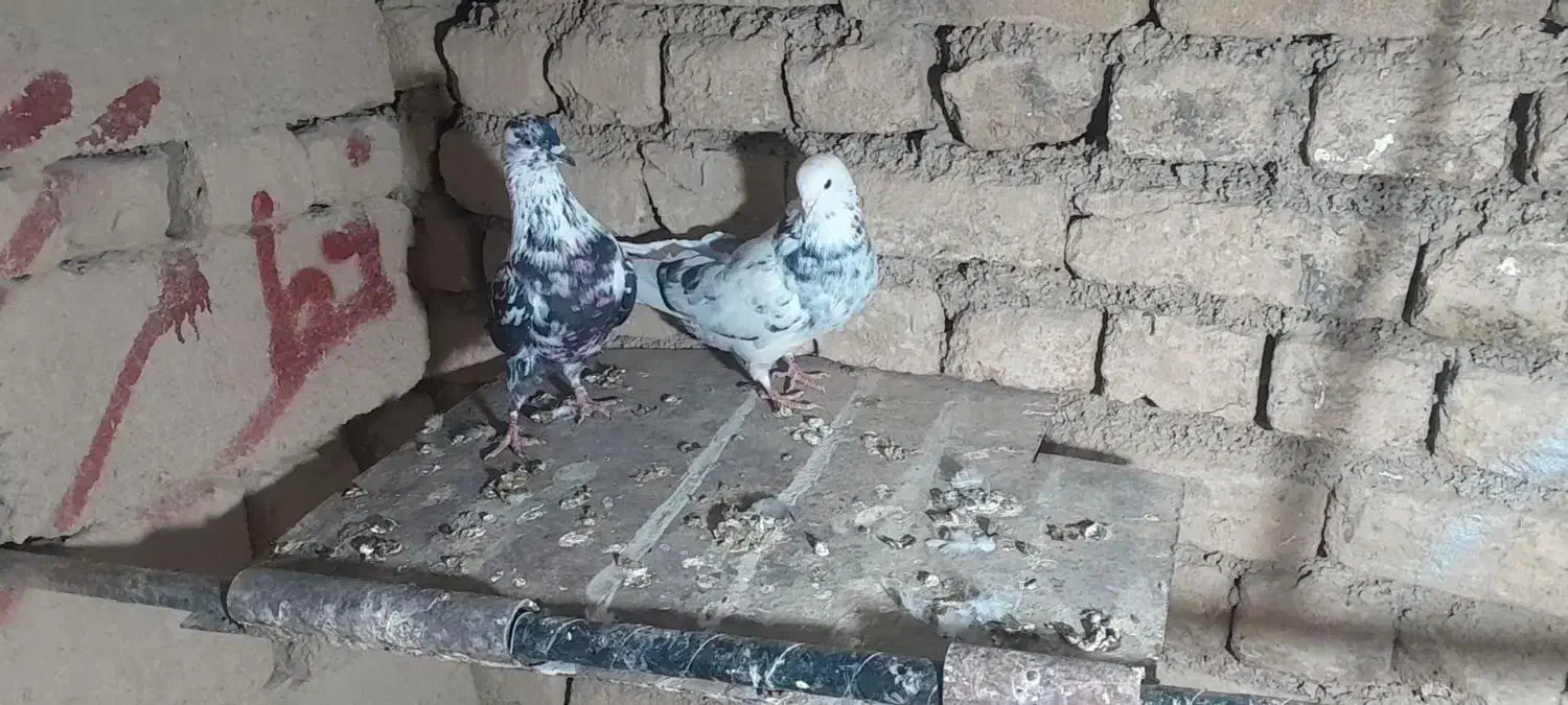 یک جفت گلی هما|پرنده|بسطام, |دیوار