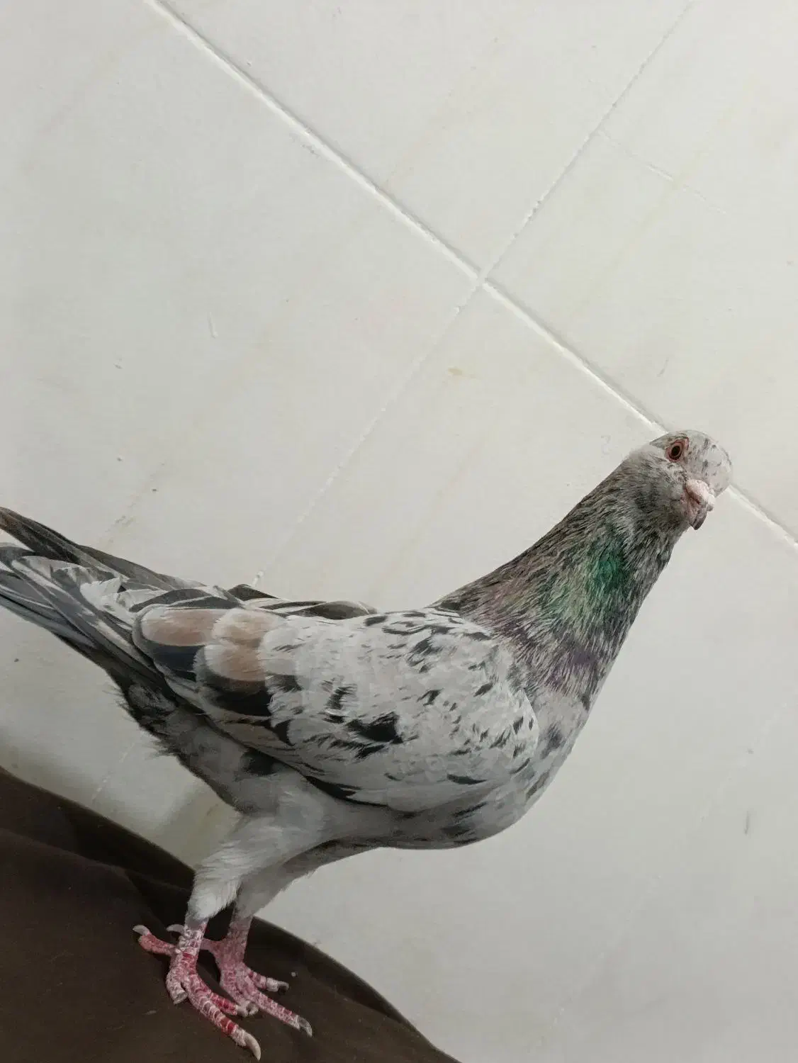 هفرنگ نر هوایی عتیقه|پرنده|بردسکن, |دیوار