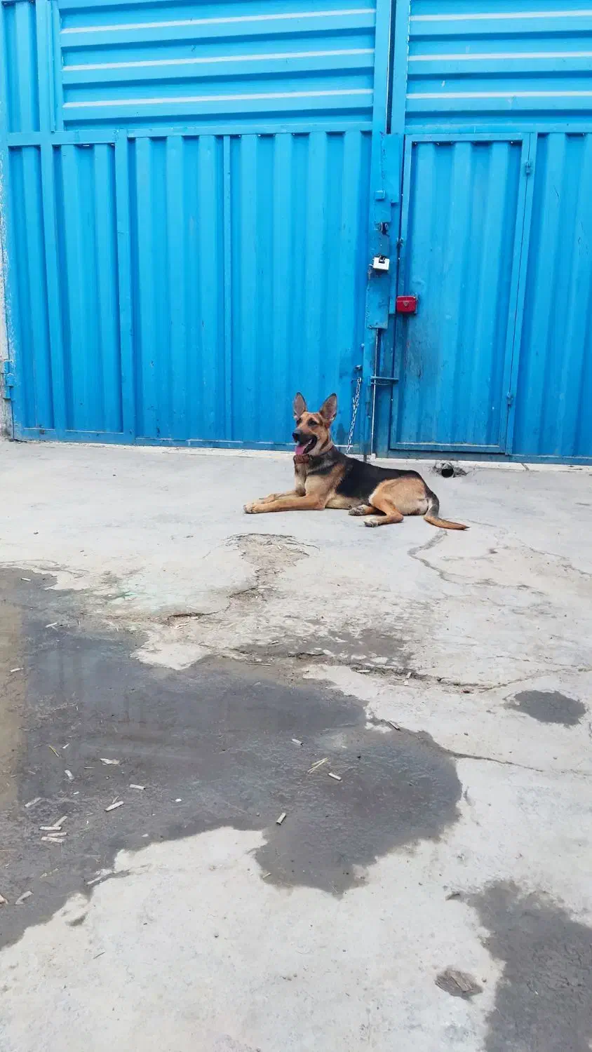 واگذاری سگ ژرمن|سگ|ورامین, ورامین|دیوار