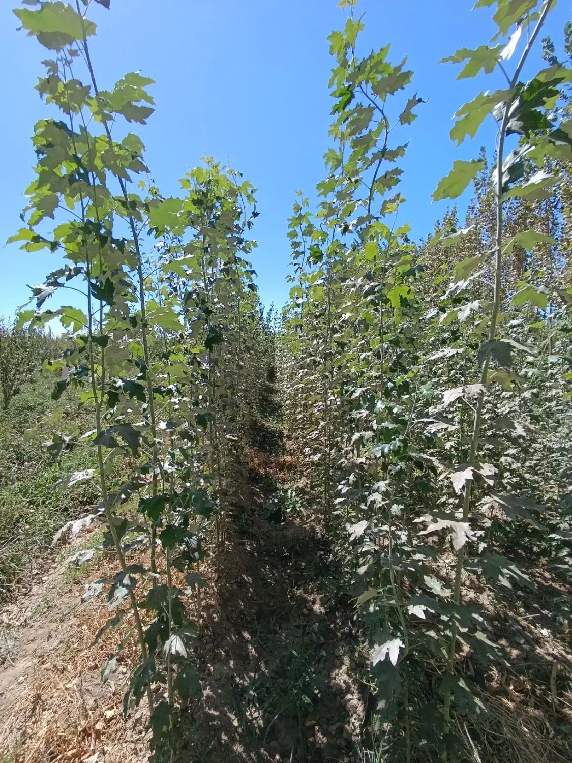 قلمه|گل و گیاه طبیعی|میاندوآب, |دیوار